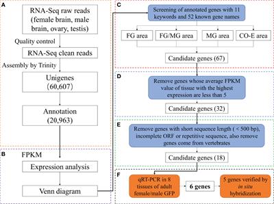 Transcriptome analysis of gonads and brain of giant freshwater prawn (Macrobrachium rosenbergii): screening and validation of genes related to germ cell development